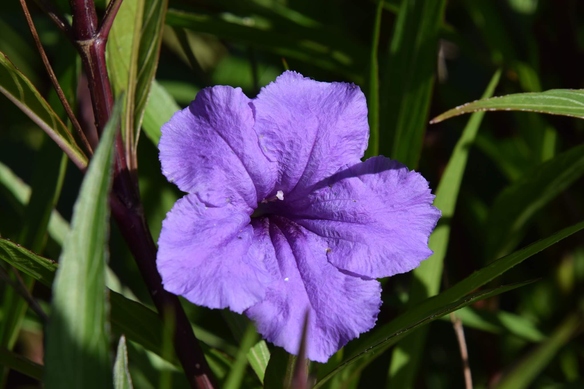 Ruellia simplex